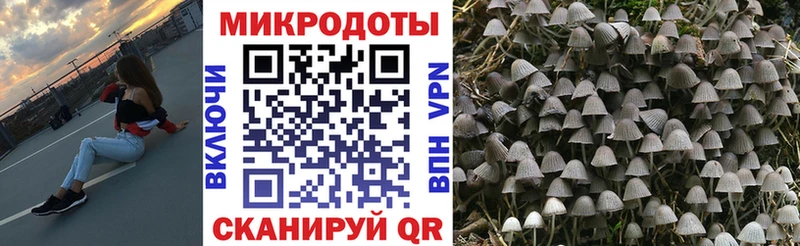 где продают   Мариинск  Псилоцибиновые грибы мицелий 